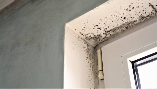 Best Emergency Mold Remediation  in Ellenville, NY