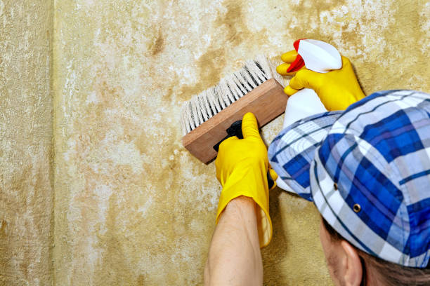 Best Mold Prevention Services  in Ellenville, NY